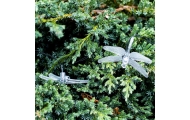 Saulės Dragonfly sodo žibintai 6,5 m 30LED multicolour