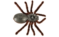 Nuotoliniu būdu valdomas TARANTULA voras + PILOTAS