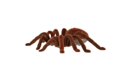 Nuotoliniu būdu valdomas TARANTULA voras + PILOTAS