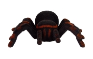 Zdalnie Sterowany Pająk Tarantula Czarny R/C