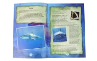 Ammonite Shark Excavation Educational Kit