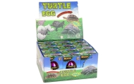 Hatching Magic Turtle Egg Growing 6 cm.