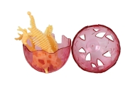 Dinosaur Eggs 4 Colors 16cm