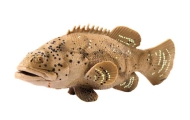 Figurka Ryba Marynarz Goliata Szara 11 cm