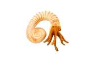 Priešistorinių jūros būtybių mini figūrėlių rinkinys 6-9cm 6vnt