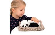 Mieganti panda ant pagalvėlės permatomame krepšelyje