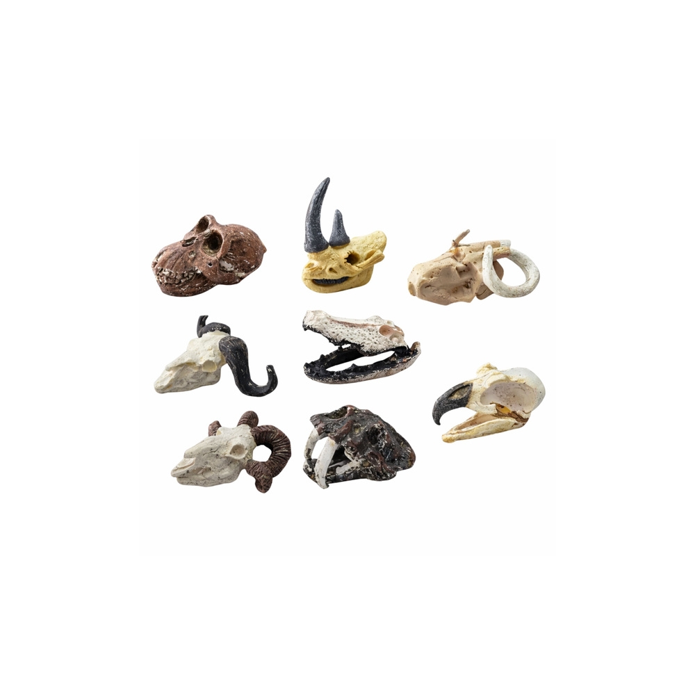 Zestaw Archeologiczny Wykopaliska Czaszek Kości Narzędzia Akcesoria