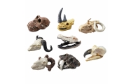 Zestaw Archeologiczny Wykopaliska Czaszek Kości Narzędzia Akcesoria