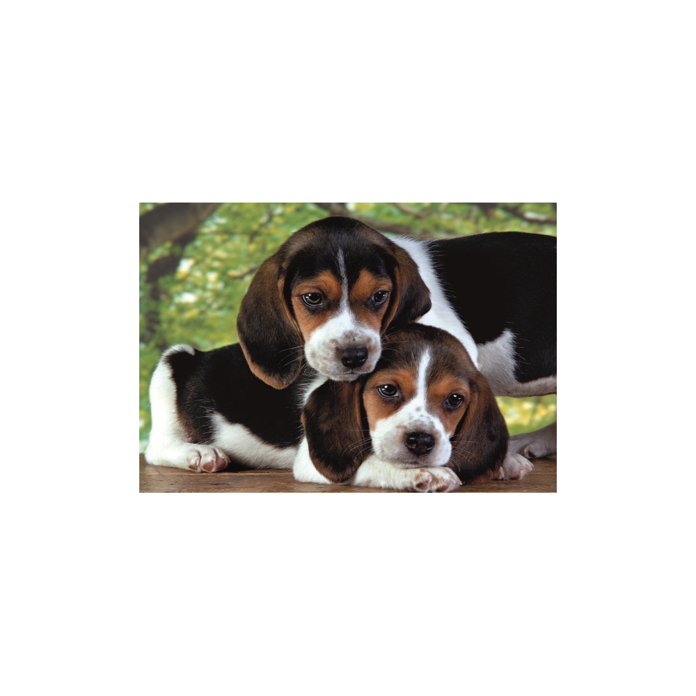 Dėlionė 500 HQC Beagle šuniukai Plakatas Clementoni 35536-Žaislai, Dėlionės, Žaisliniai ginklai ir šoviniai, Dėlionės nuo 500 de