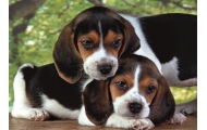 Puzzle 500 HQC SZCZENIACZKI BEAGLE PIESKI Plakat Clementoni 35536