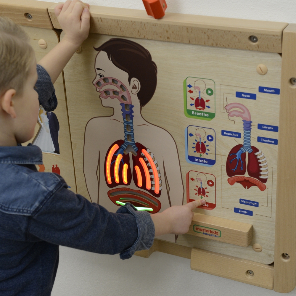 Kvėpavimo sistemos mokomoji lenta MASTERKIDZ Montessori