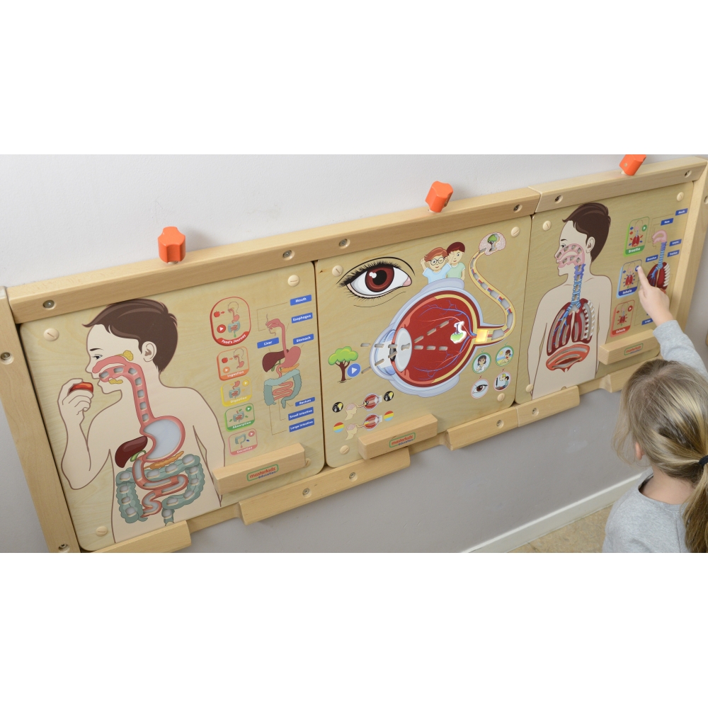 Kvėpavimo sistemos mokomoji lenta MASTERKIDZ Montessori