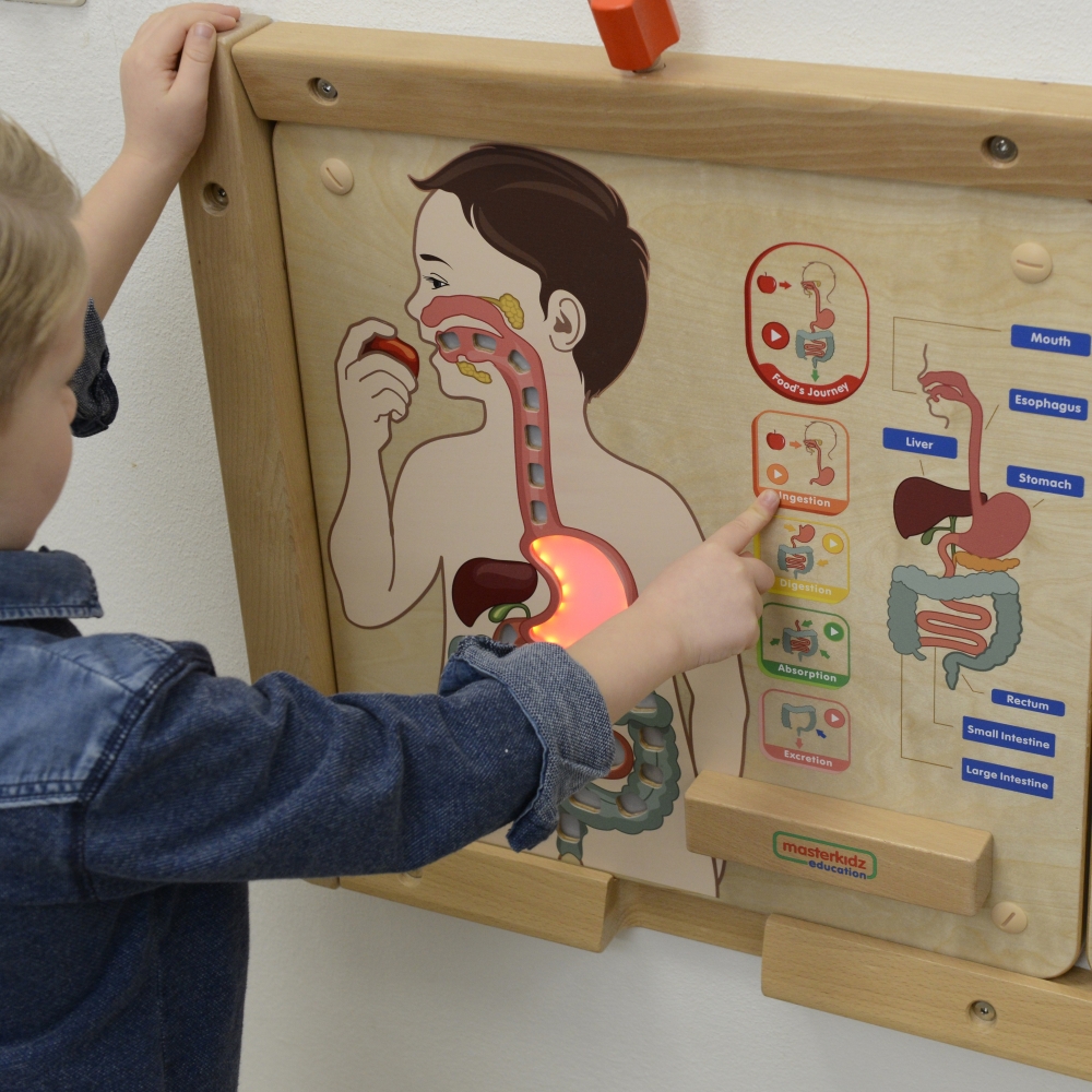Mokomoji lenta Virškinimo sistema MASTERKIDZ Montessori-Žaislai, Lavinamieji žaislai, Veiklos centrai-e-vaikas