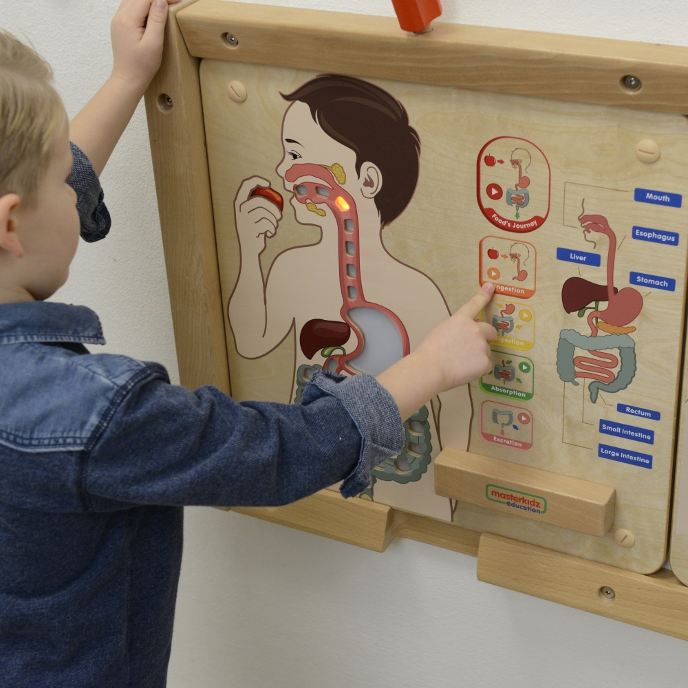Mokomoji lenta Virškinimo sistema MASTERKIDZ Montessori-Žaislai, Lavinamieji žaislai, Veiklos centrai-e-vaikas