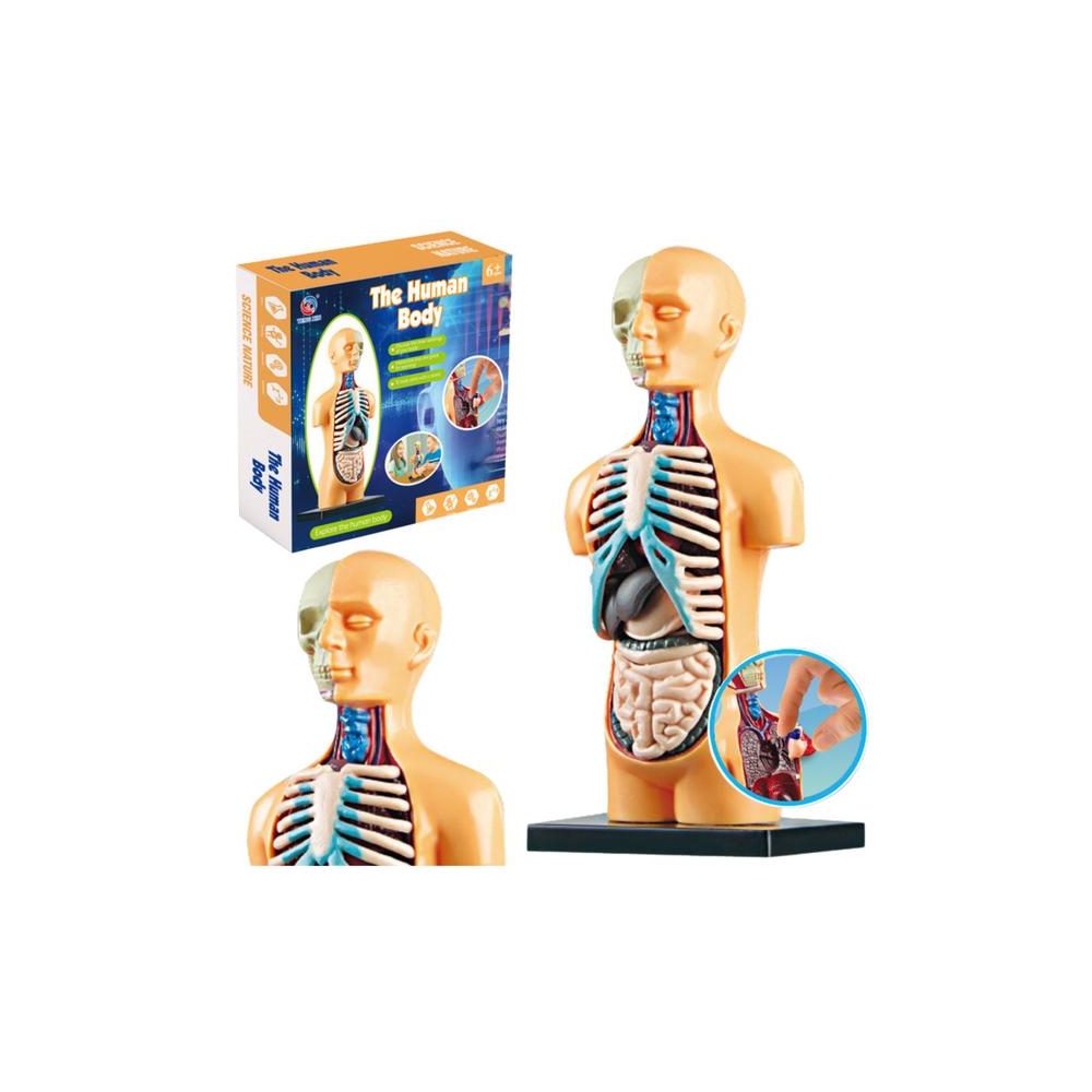 Model Anatomiczny Edukacyjny Ciało Ludzkie Narządy