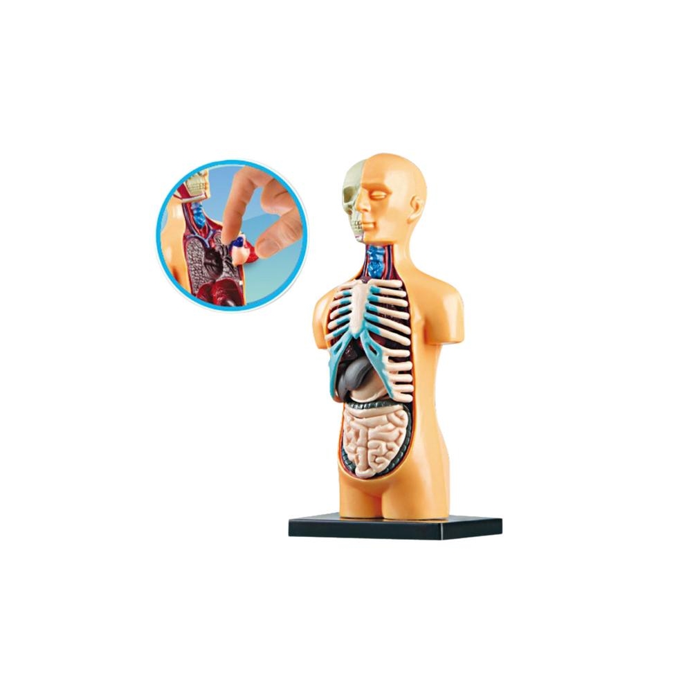 Model Anatomiczny Edukacyjny Ciało Ludzkie Narządy